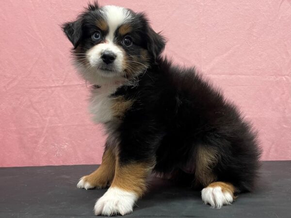 Miniature Australian Shepherd-DOG-Female-Black / Tan-23847-Petland Scottsdale, Arizona