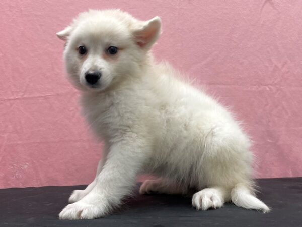 American Eskimo Dog-DOG-Female-White-23846-Petland Scottsdale, Arizona