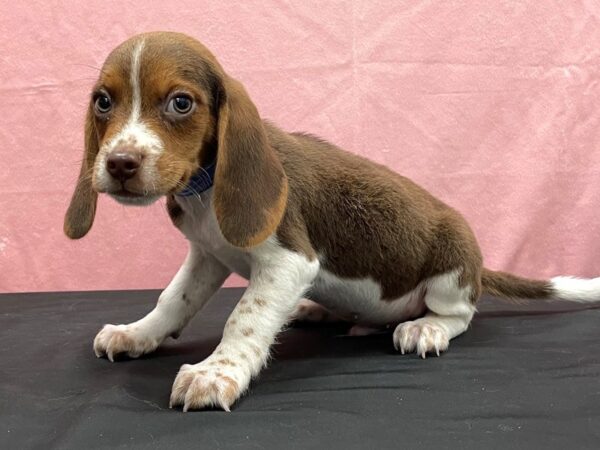 Beagle-DOG-Male-Brown White and Tan-23845-Petland Scottsdale, Arizona