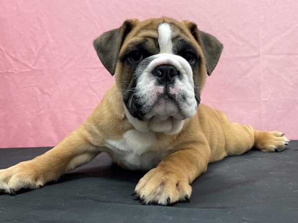 English Bulldog-DOG-Male-Red and White-23844-Petland Scottsdale, Arizona