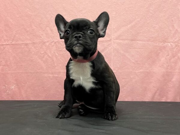 French Bulldog-DOG-Female-Brindle-23842-Petland Scottsdale, Arizona