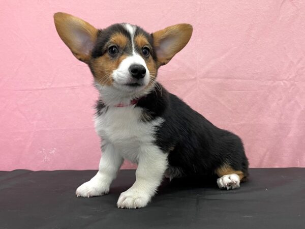 Pembroke Welsh Corgi-DOG-Female-Black and Tan-23841-Petland Scottsdale, Arizona