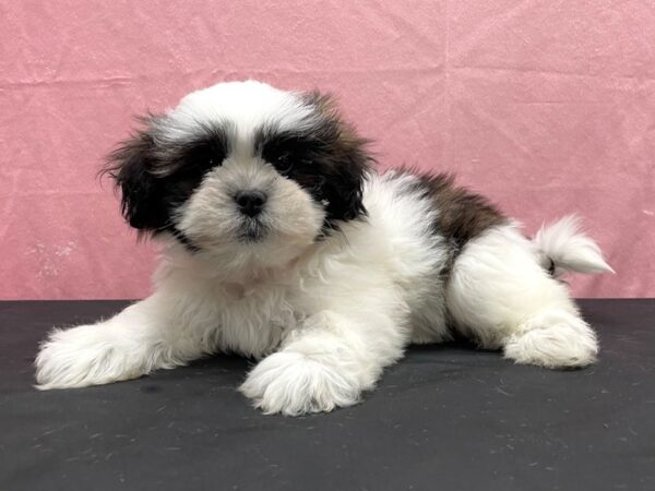 Lhasa Apso-DOG-Female-Grizzle-23840-Petland Scottsdale, Arizona