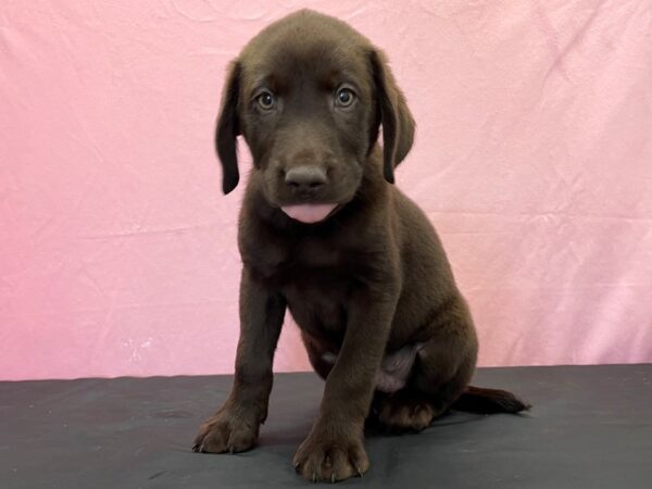 Labrador Retriever-DOG-Male-Chocolate-23839-Petland Scottsdale, Arizona