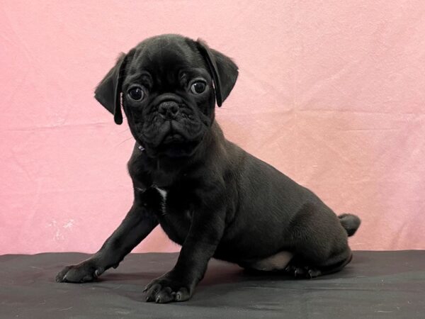 Pug-DOG-Male-Black-23838-Petland Scottsdale, Arizona