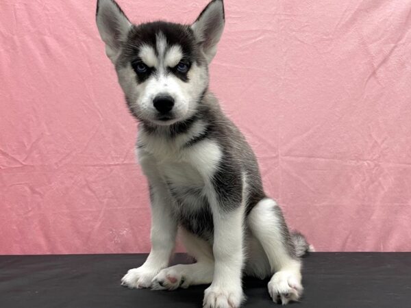 Siberian Husky-DOG-Female-Black Grey and White-23837-Petland Scottsdale, Arizona
