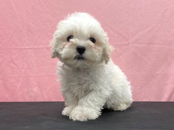 Bichon Frise/Shih Tzu-DOG-Male-White-23836-Petland Scottsdale, Arizona