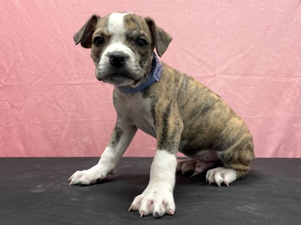 Old English Bulldog-DOG-Male-Fawn Brindle and White-23835-Petland Scottsdale, Arizona