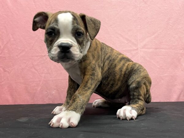 Old English Bulldog-DOG-Female-Red Brindle and White-23834-Petland Scottsdale, Arizona