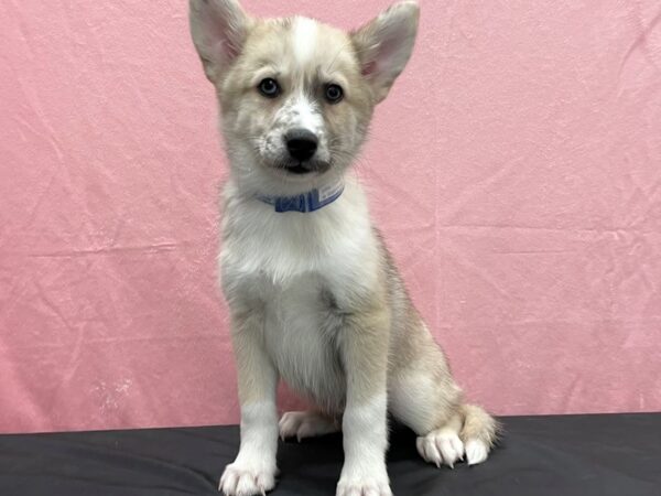Pomsky 2nd Gen-DOG-Male-Sable-23833-Petland Scottsdale, Arizona