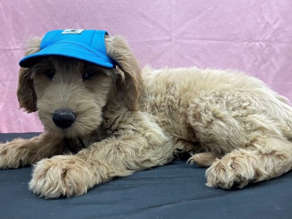 F1B Goldendoodle-DOG-Male-Golden-23831-Petland Scottsdale, Arizona