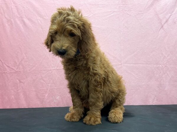 F1B Goldendoodle-DOG-Male-Golden-23861-Petland Scottsdale, Arizona