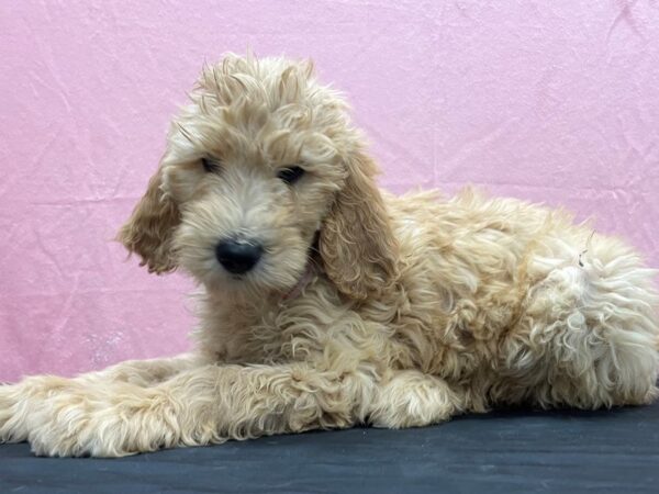 F1B Goldendoodle-DOG-Female-Golden-23862-Petland Scottsdale, Arizona