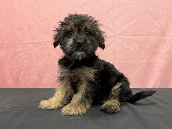 Maltese/Yorkshire Terrier-DOG-Male-Black / Tan-23893-Petland Scottsdale, Arizona