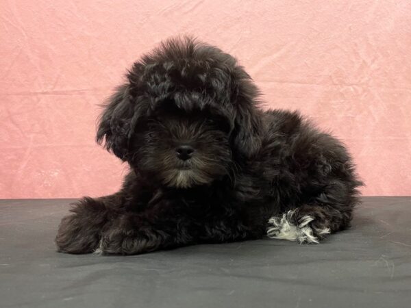 Poodle/Shih Tzu-DOG-Female-Black / Silver-23892-Petland Scottsdale, Arizona