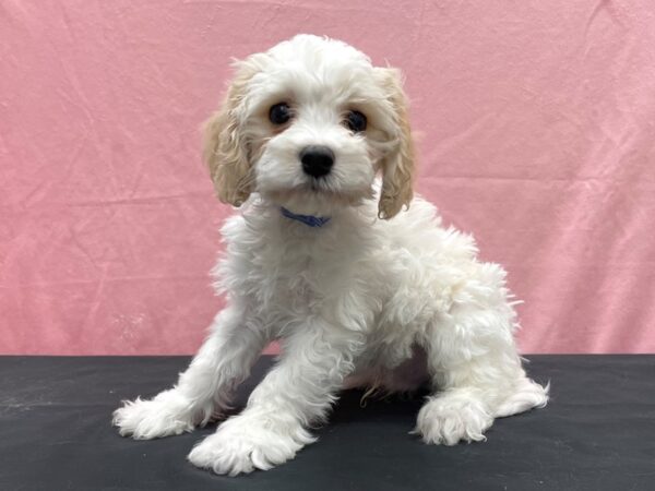 Bichon Frise/Cavalier King Charles Spaniel-DOG-Male-White / Apricot-23891-Petland Scottsdale, Arizona