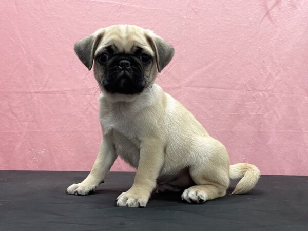 Pug-DOG-Male-Fawn-23884-Petland Scottsdale, Arizona