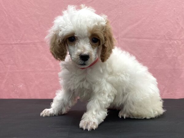 Poodle-DOG-Female-White / Red-23883-Petland Scottsdale, Arizona