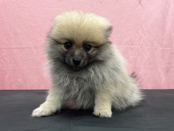 Pomeranian-DOG-Male-Orange-23882-Petland Scottsdale, Arizona