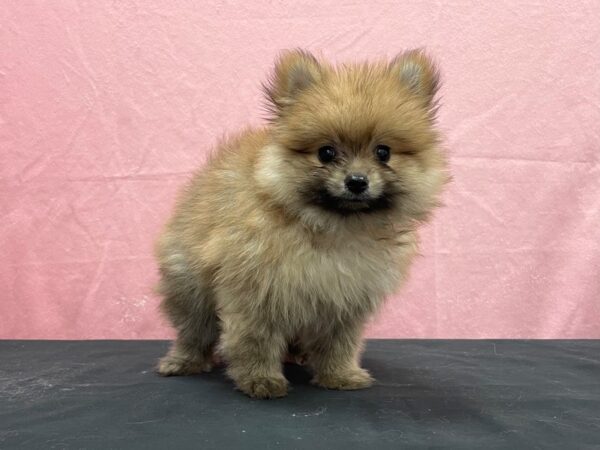 Pomeranian-DOG-Male-Red Sable-23881-Petland Scottsdale, Arizona