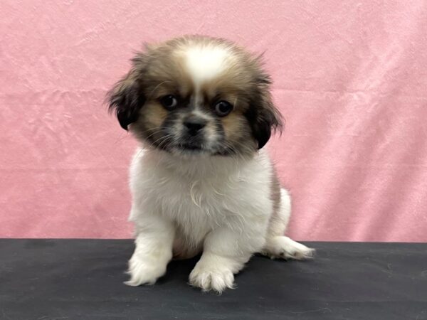 Pekingese-DOG-Male-Fawn Sable-23880-Petland Scottsdale, Arizona