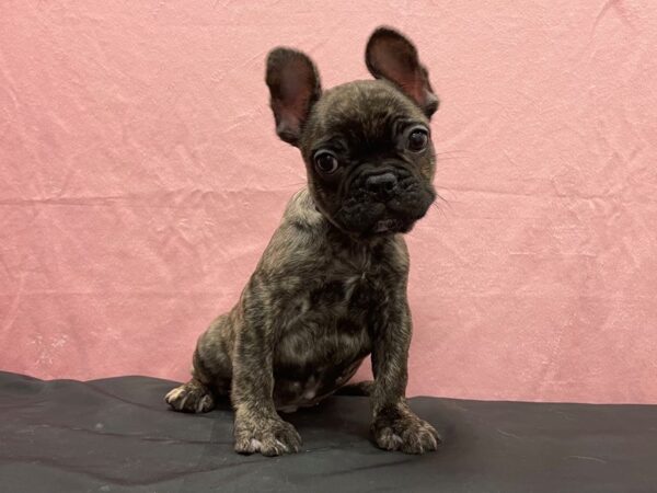 French Bulldog-DOG-Male-Brindle-23879-Petland Scottsdale, Arizona