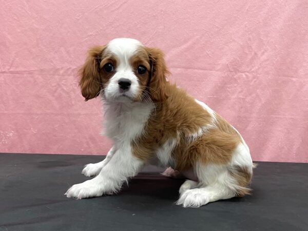 Cavalier King Charles Spaniel-DOG-Female-Blenheim / White-23878-Petland Scottsdale, Arizona