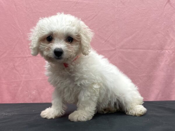 Bichon Frise-DOG-Female-White-23877-Petland Scottsdale, Arizona