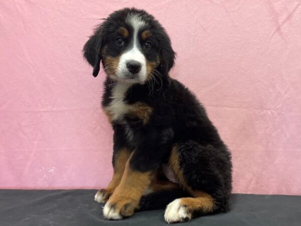 Bernese Mountain Dog-DOG-Female-Black Rust and White-23876-Petland Scottsdale, Arizona