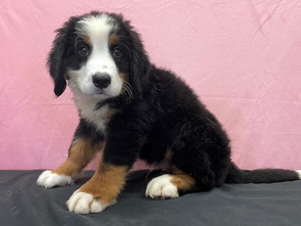 Bernese Mountain Dog-DOG-Male-Black Rust and White-23875-Petland Scottsdale, Arizona