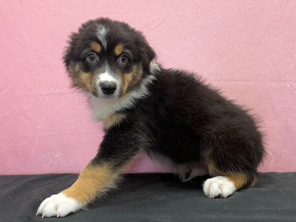 Australian Shepherd-DOG-Male-Black and White-23874-Petland Scottsdale, Arizona