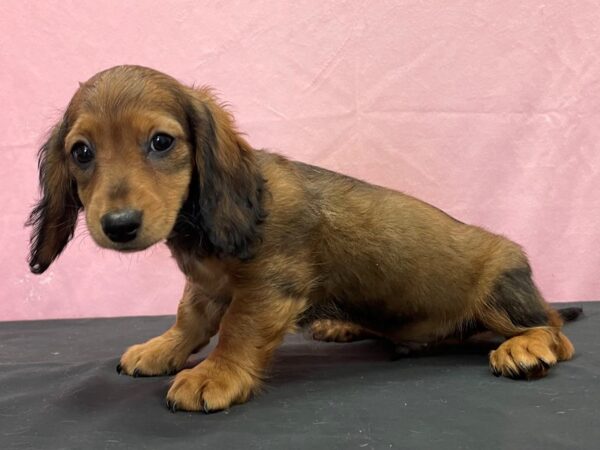 Dachshund-DOG-Male-Red-23872-Petland Scottsdale, Arizona