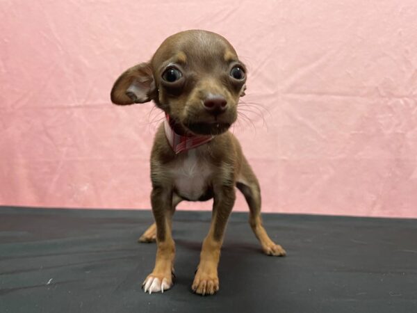 Chihuahua-DOG-Female-Chocolate and Tan-23871-Petland Scottsdale, Arizona