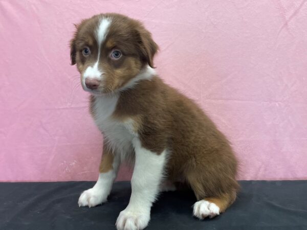 Australian Shepherd-DOG-Female-Red-23873-Petland Scottsdale, Arizona