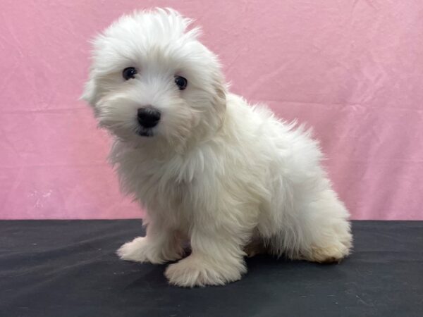 Coton De Tulear-DOG-Male-White-23870-Petland Scottsdale, Arizona