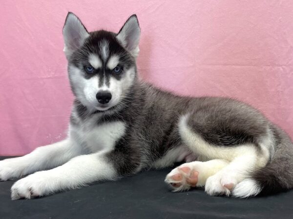 Siberian Husky-DOG-Male-Black and White-23869-Petland Scottsdale, Arizona