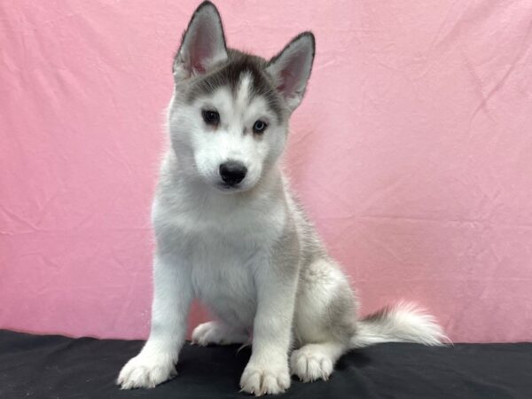 Siberian Husky-DOG-Male-Black Grey and White-23868-Petland Scottsdale, Arizona