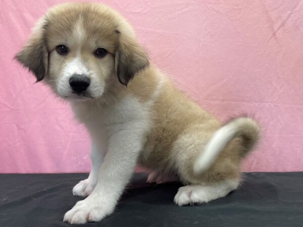 Anatolian Shepherd/Great Pyrenees-DOG-Male-Gold and White-23867-Petland Scottsdale, Arizona