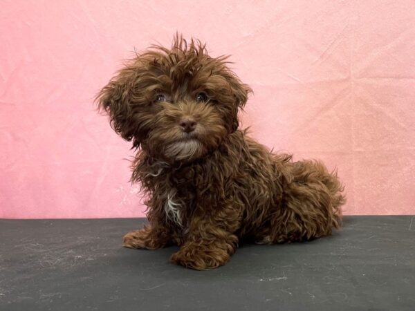 Havanese-DOG-Male-Chocolate-23866-Petland Scottsdale, Arizona