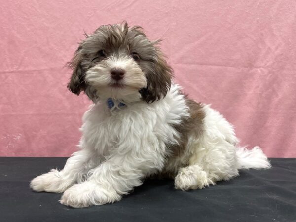 Havanese-DOG-Male-Gold Sable-23865-Petland Scottsdale, Arizona