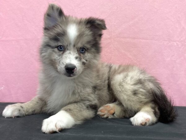 Pomsky 2nd Gen-DOG-Male-Blue Merle-23864-Petland Scottsdale, Arizona