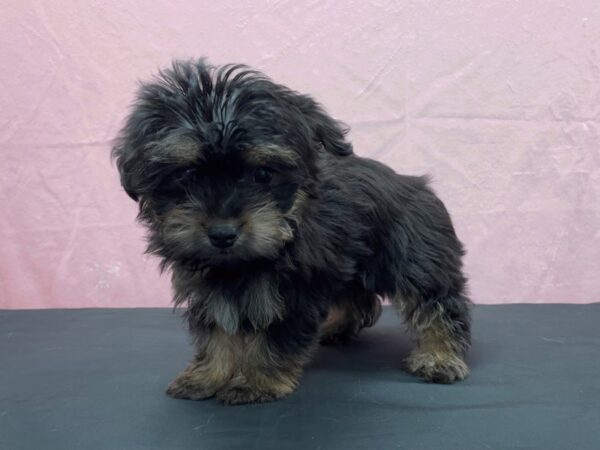 F1B Yorkie Poo-DOG-Female-Black and Tan-23863-Petland Scottsdale, Arizona
