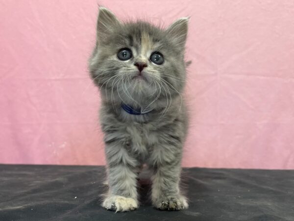 Domestic Cat-CAT-Female-Tortishell-23890-Petland Scottsdale, Arizona