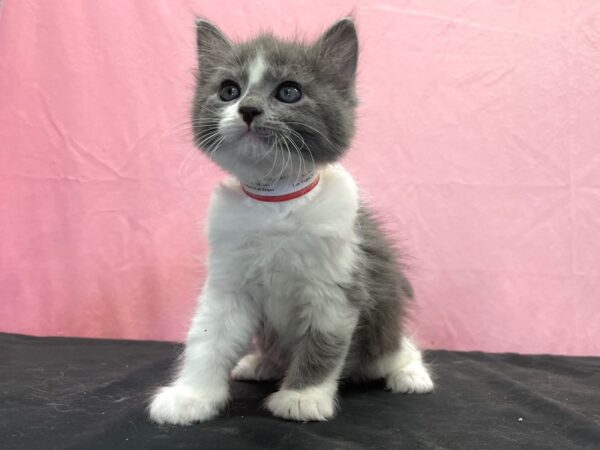 Domestic Cat-CAT-Female-White / Gray-23889-Petland Scottsdale, Arizona