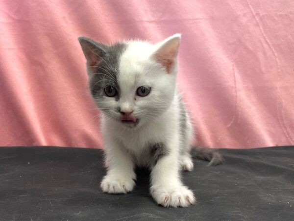 Domestic Cat-CAT-Female-White / Gray-23888-Petland Scottsdale, Arizona