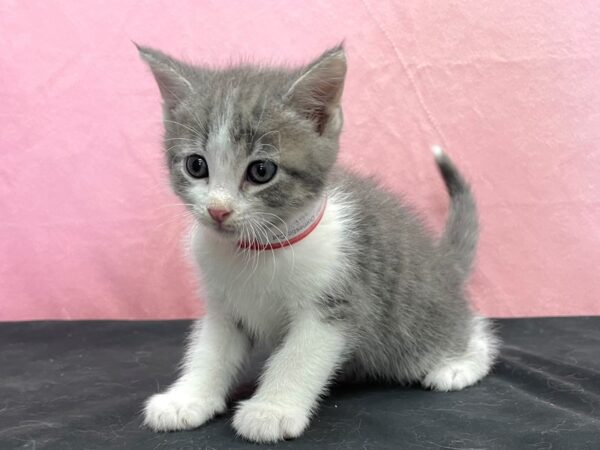 Domestic Cat-CAT-Female-Tortishell-23887-Petland Scottsdale, Arizona