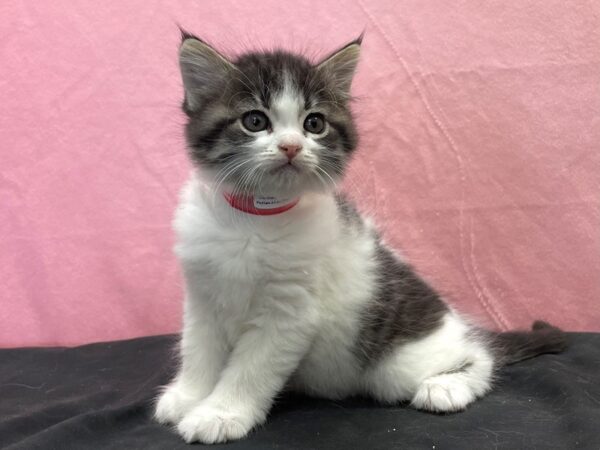 Domestic Cat-CAT-Female-Tortishell-23885-Petland Scottsdale, Arizona