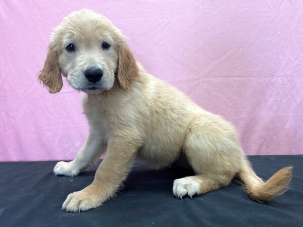 Golden Retriever-DOG-Female-Golden-23896-Petland Scottsdale, Arizona