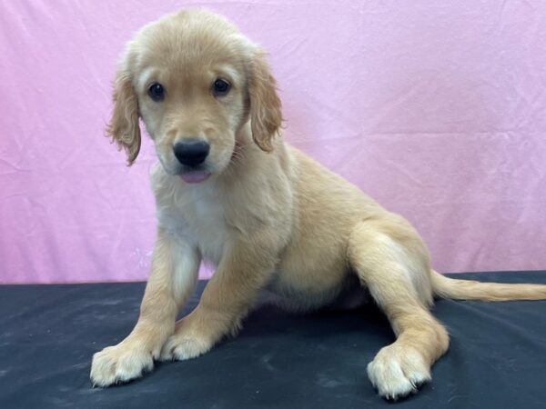 Golden Retriever-DOG-Female-Golden-23895-Petland Scottsdale, Arizona