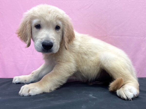 Golden Retriever-DOG-Male-Golden-23898-Petland Scottsdale, Arizona